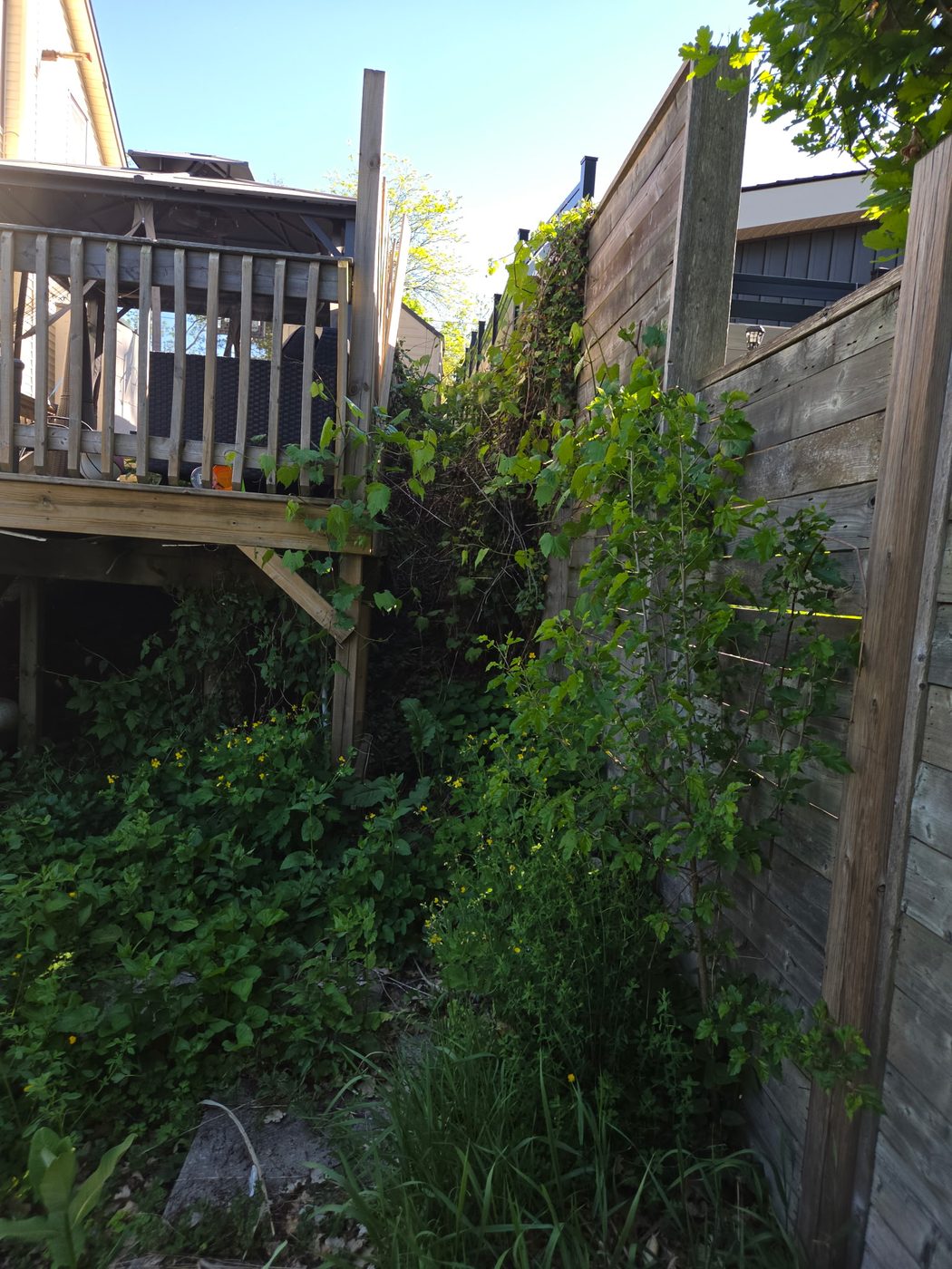 Overgrown side yard before cleanup