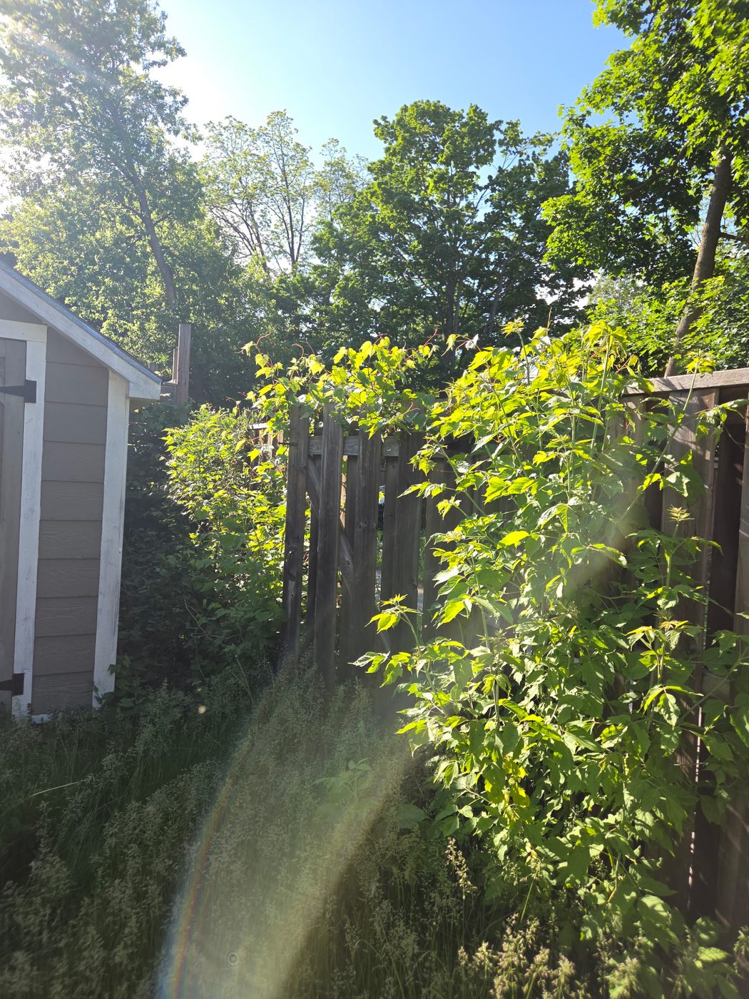Overgrown passage beside shed before cleanup