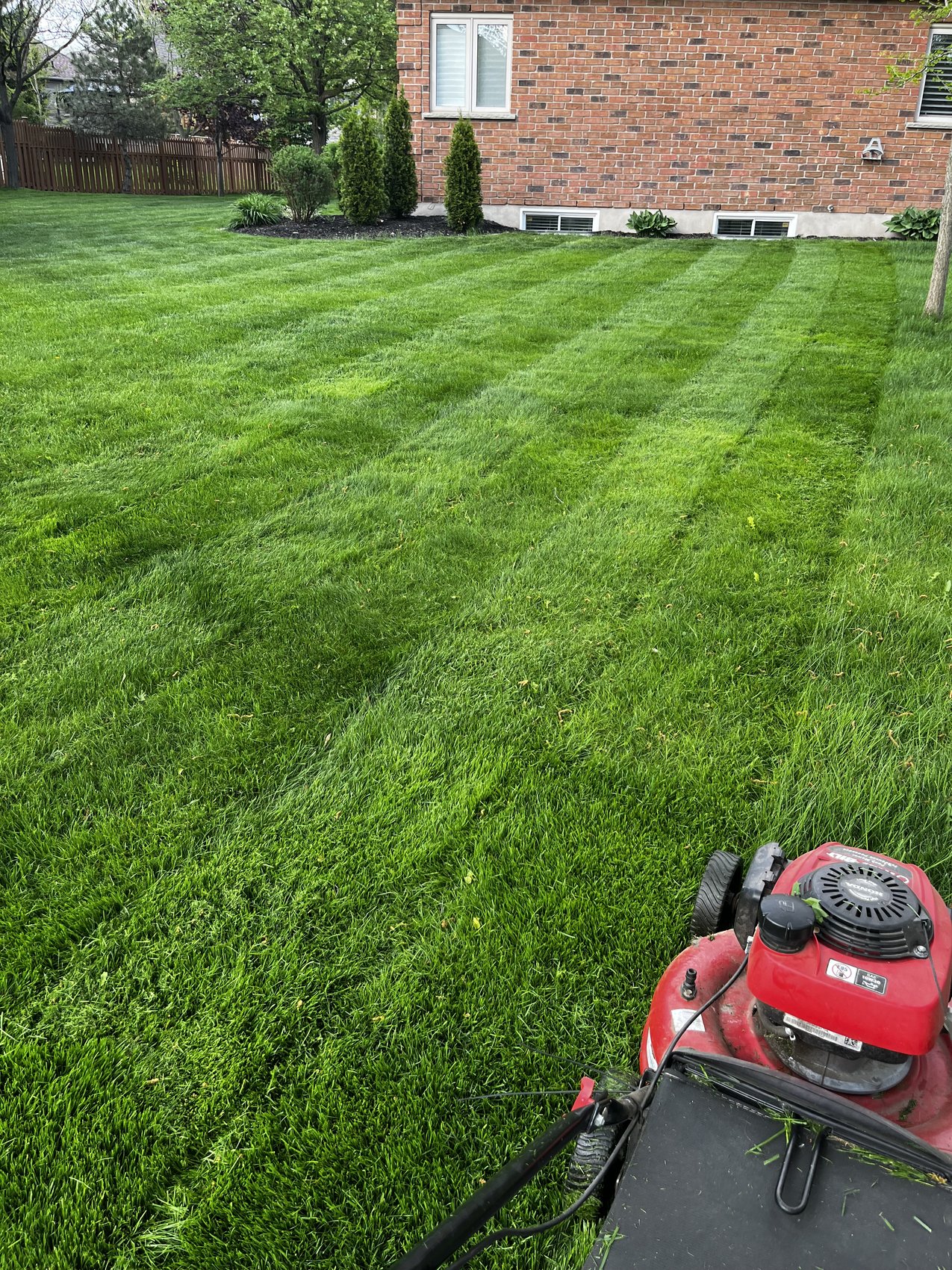 Freshly mowed striped lawn by Lawn Leopards